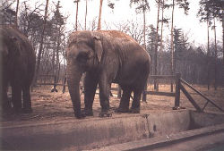 Elefanten<br>(c) Tierpark-Cottbus.de