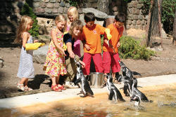 Pinguinfütterung<br>(c) Zoo Eberswalde