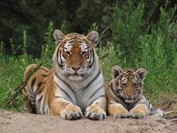 Tiger<br>(c) Zoo Eberswalde