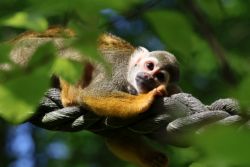 Totenkopf-äffchen (c) Zoo Eberswalde