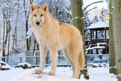Wolf<br>(c) Zoo Eberswalde