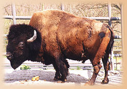 Bison<br>(c) Thüringer Zoopark