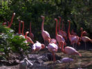 Flamingos und Löffler / A. Simm