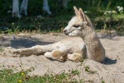 Alpaka-Fohlen (c) Mundenhof