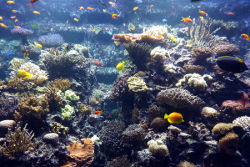 Korallen-Saumriff<br>©Hagenbeck