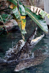 Krokodilfütterung<br>©Toni Gunner