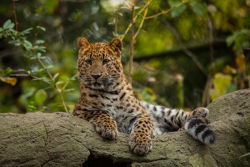 Nord-<br>chinesischer Leopard<br>©Lutz Schnier