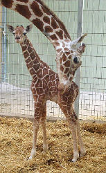 Giraffen<br>(c) Zoo Karlsruhe
