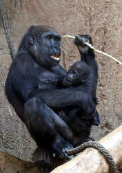 Gorillanachwuchs Jengo mit Mutter Kibara<br>(c) Zoo Leipzig
