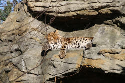 Xembalo beim Sonnenbad im Leoparden-Tal<br>(c) Zoo Leipzig