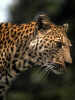 Leopard / F. Wilke
