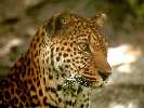 Leopard / S. Feyrer