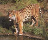 Tiger<br>(c) Wilhelma