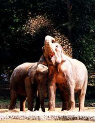Elefanten<br>(c) Zoo Wuppertal